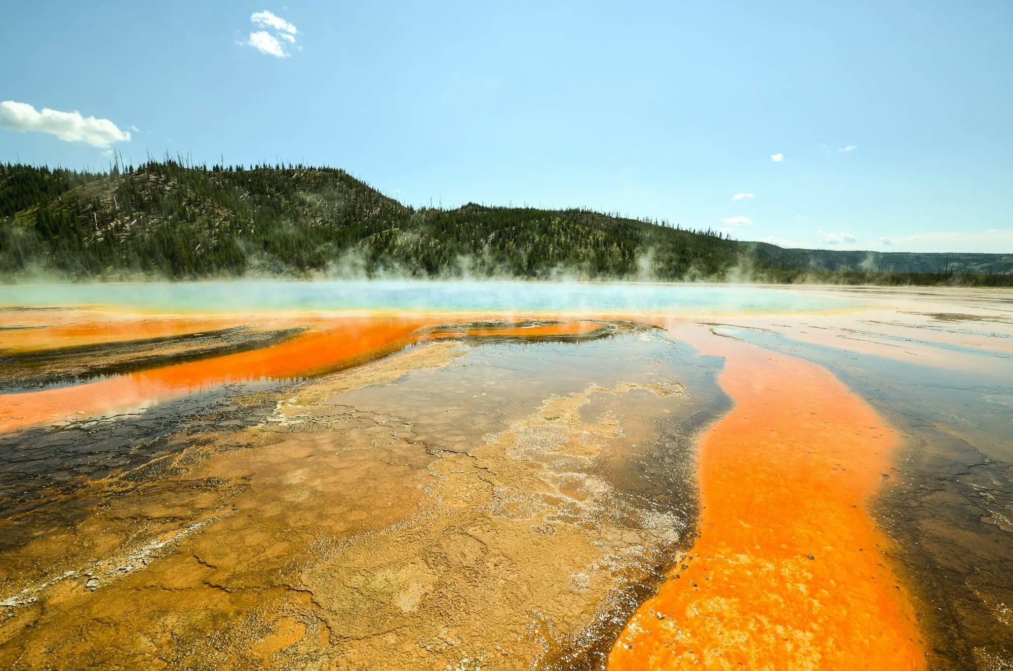 Wild Wonders Discovering Nature's Marvels In Yellowstone