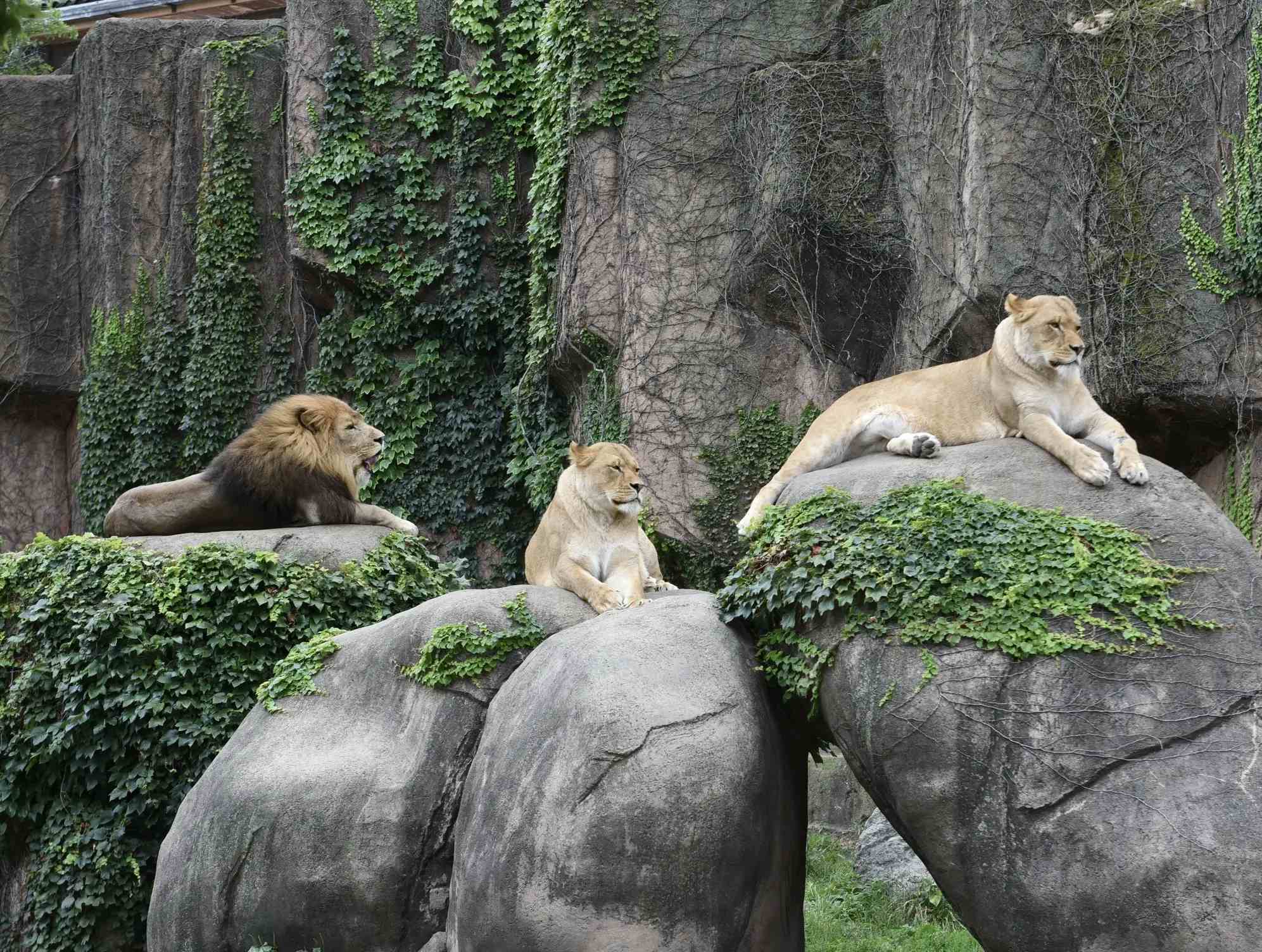 林肯公园动物园 image
