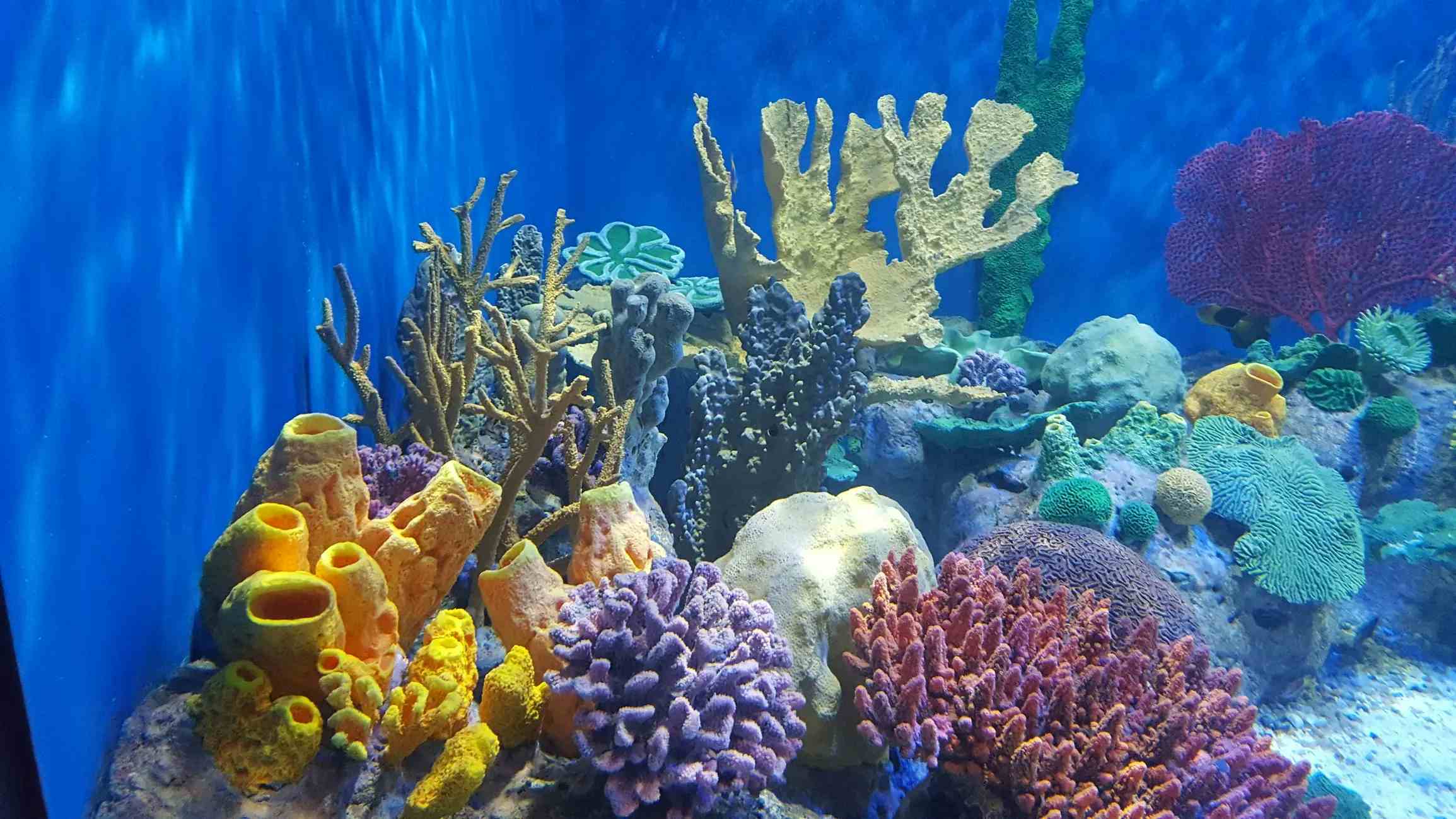Морской аквариум Рио-де-Жанейро image