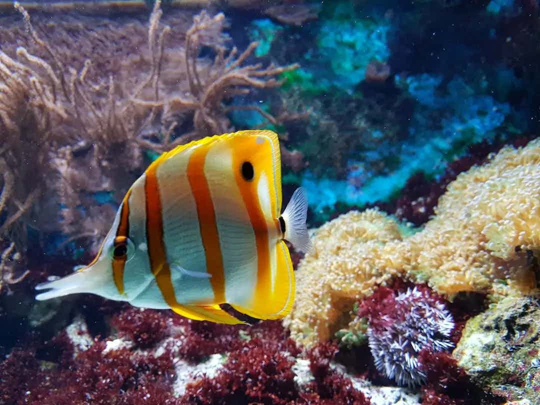 Aquarium de Rhodes image
