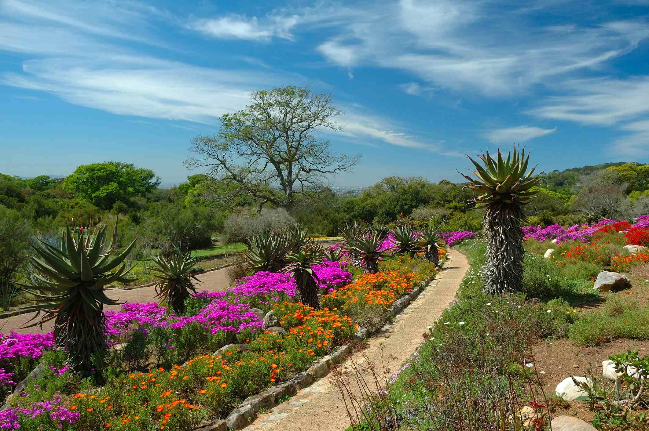 Jardin botanique national Kirstenbosch image