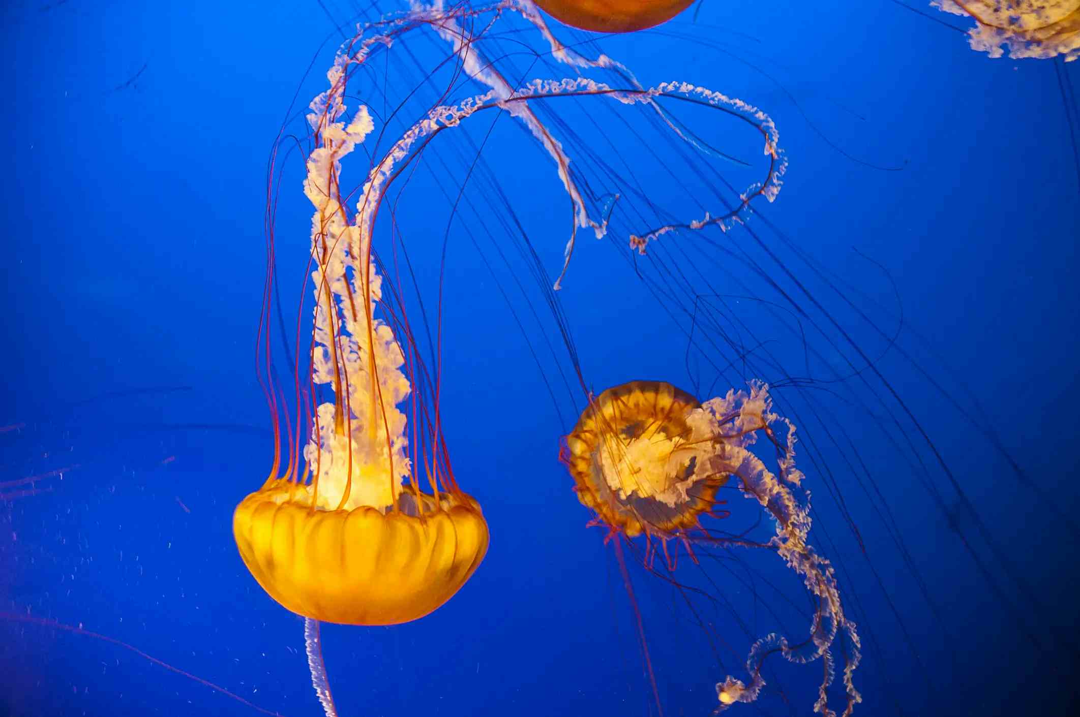 Vancouver Aquarium image