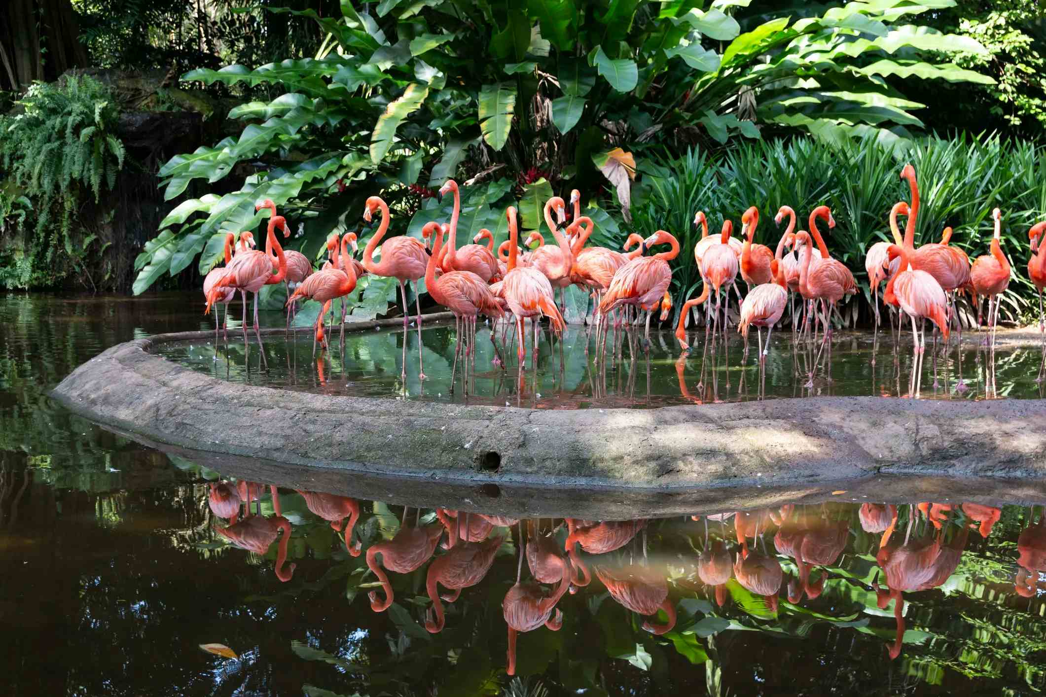 Jurong Bird Park image