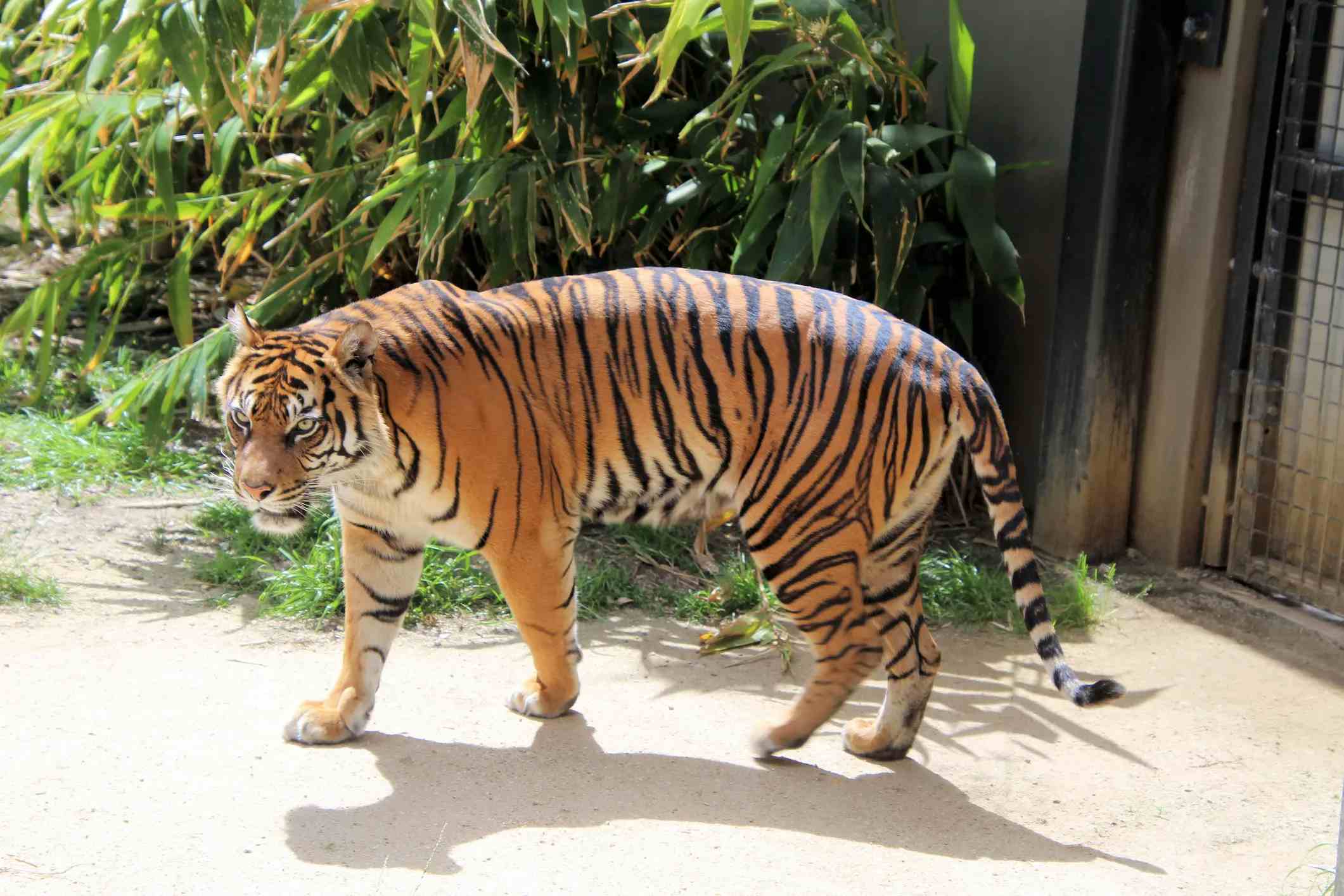 Зоопарк Таронга image