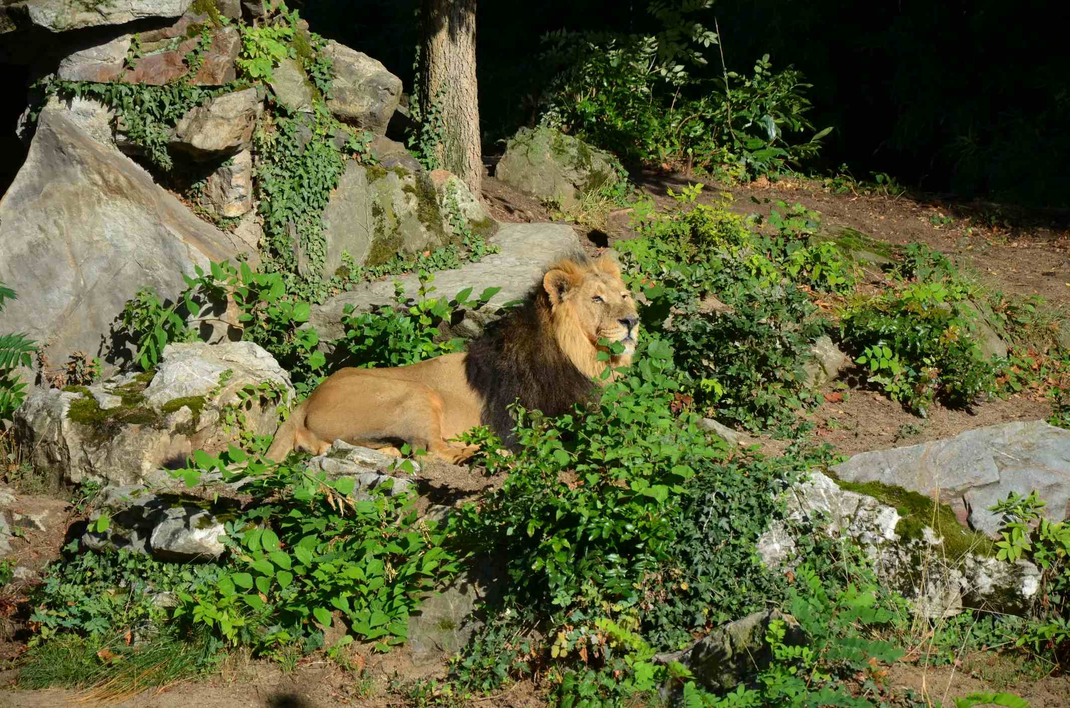Zoo de Francfort-sur-le-Main image