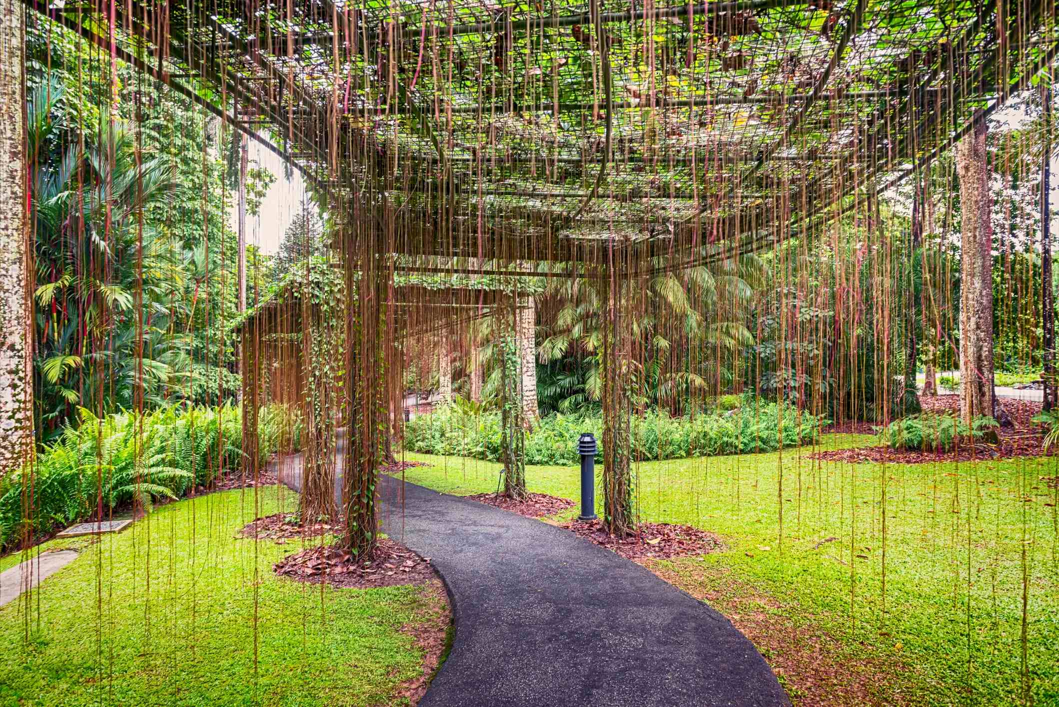 Сингапурский ботанический сад image