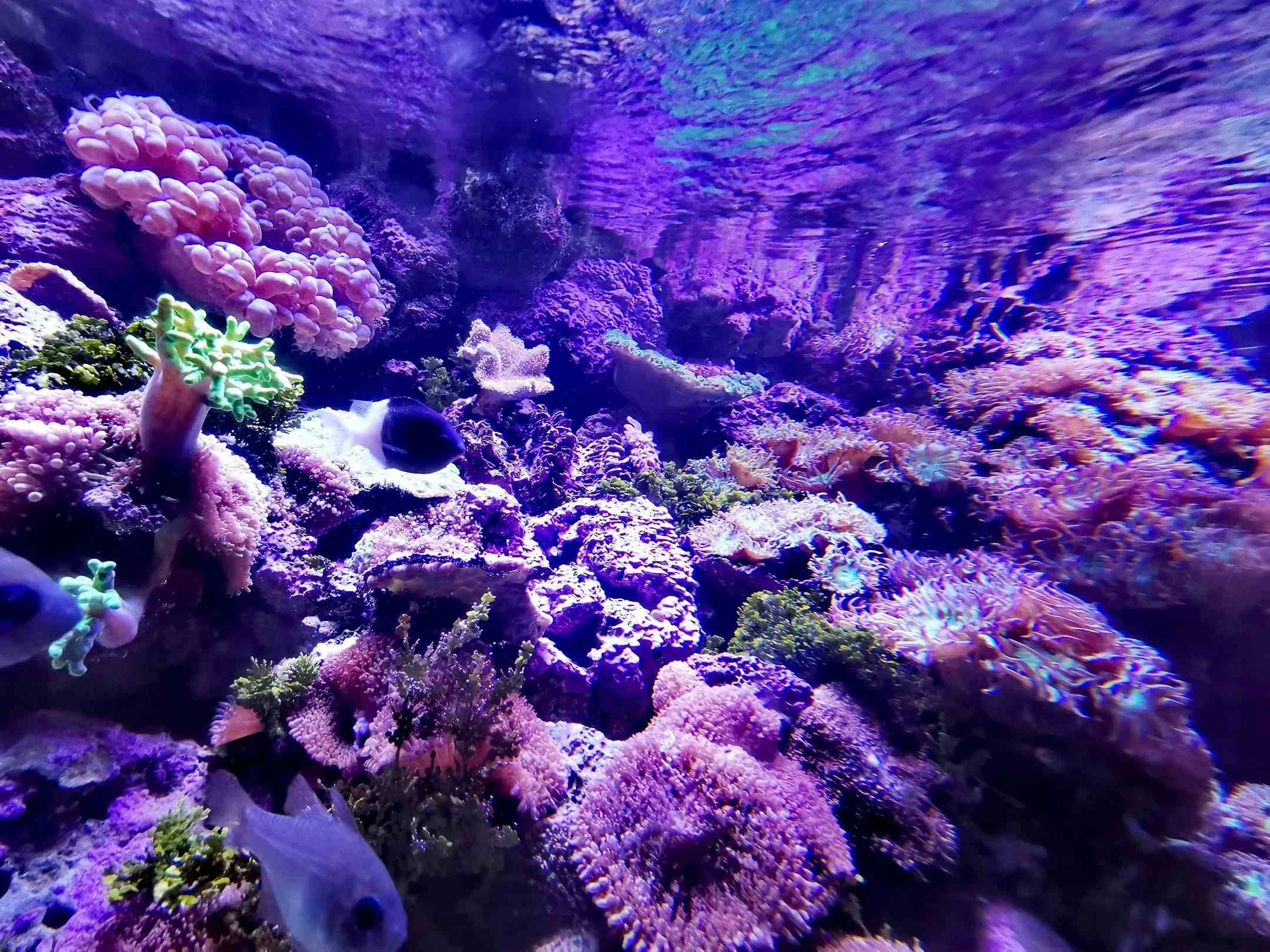 悉尼海洋生物水族馆 image